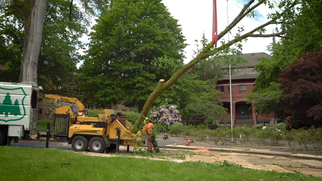 Arborist Consulting service in Ellicott City, MD