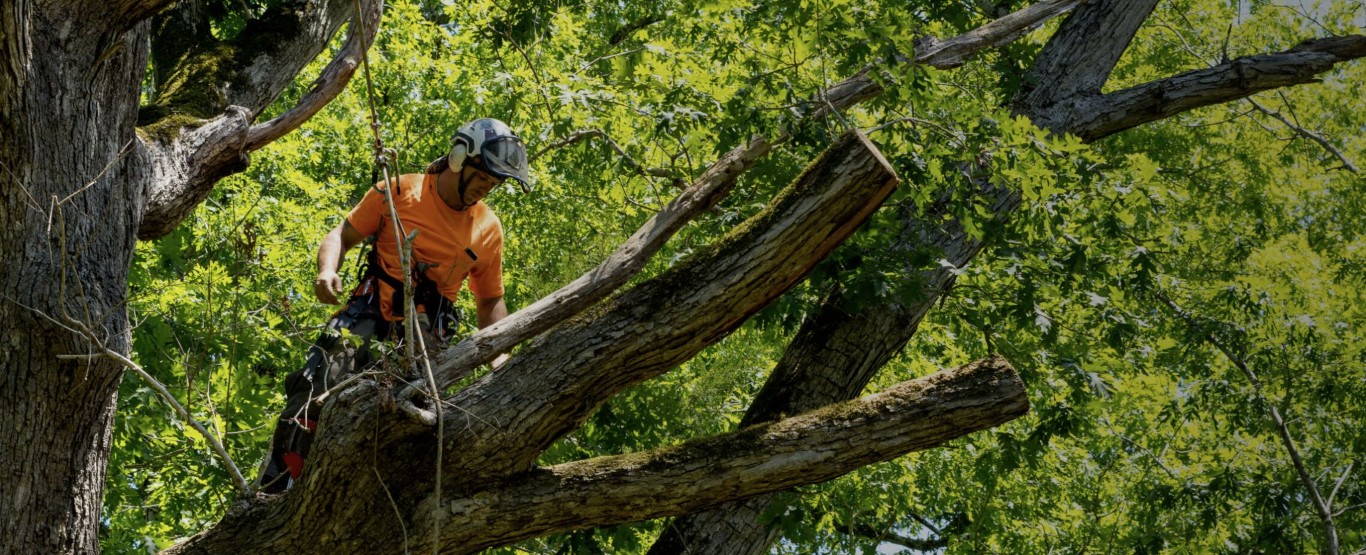 Tree Health & Maintenance service in Ellicott City, MD