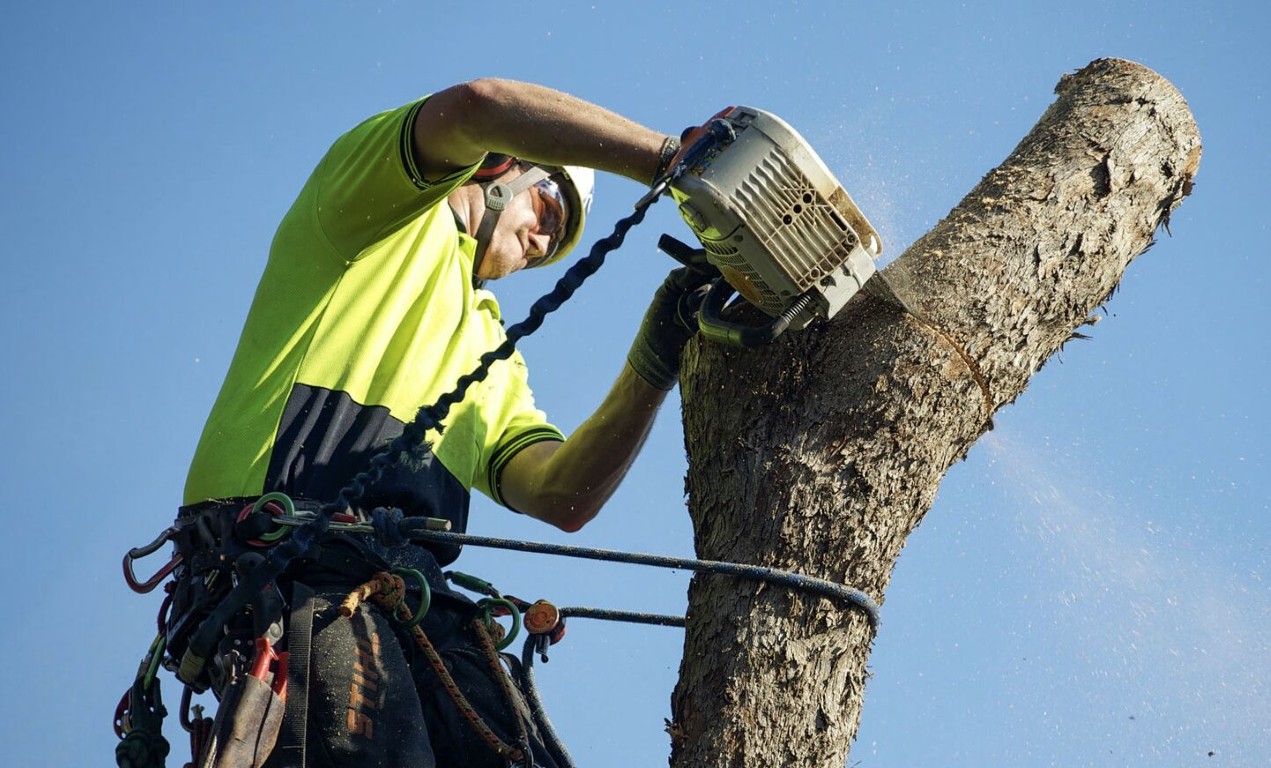 Emergency Tree Services service in Ellicott City, MD